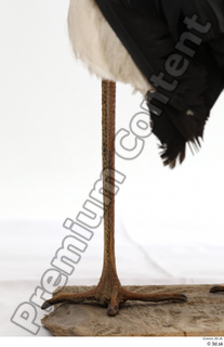 Black stork leg 0022.jpg